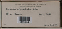 Physarum polycephalum image